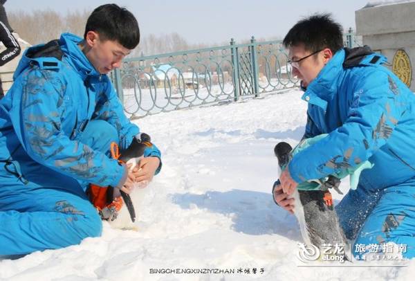 在大雪过后的伏尔加庄园，邂逅“出逃”的网红企鹅
