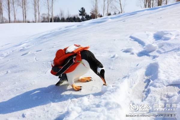 在大雪过后的伏尔加庄园，邂逅“出逃”的网红企鹅